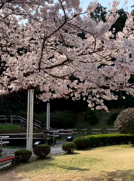 창원용지호수_Cherry blossom.png